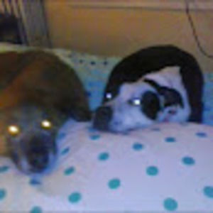 Meet your Posher, Martha